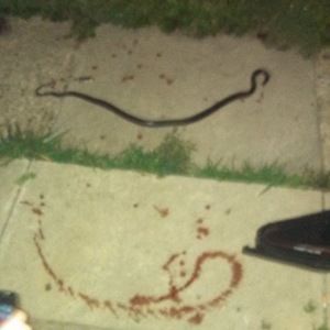 Meet your Posher, Jesse